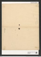 Actinocyclus raperii (Breb.) Kitt. (de-Toni-Nr.: Genus 195, Species 4790) Zeichnungen Sammlung Grunow (NHMW-BOT-W0377886)
